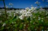 隔墙花(隔墙花：在墙外的花海中沐浴)